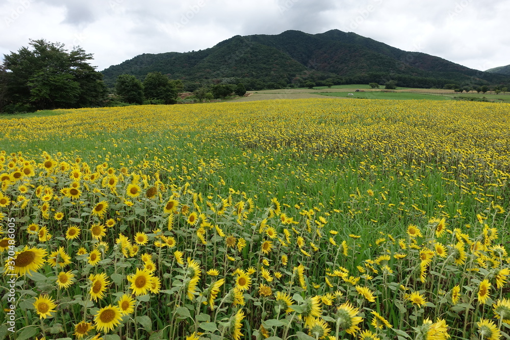 日本の岡山県の蒜山高原のヒマワリ畑