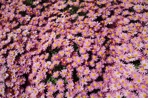 Light Pink Flowers of Chrysanthemum 'Kengai Style' in Full Bloom
 photo