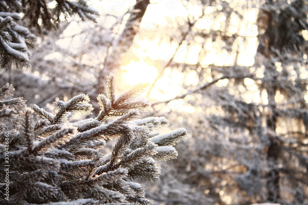 branches in the snow branches in the snow