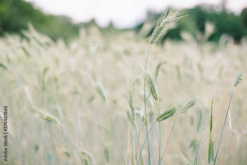 Fototapeta premium The field of the green wheat. 