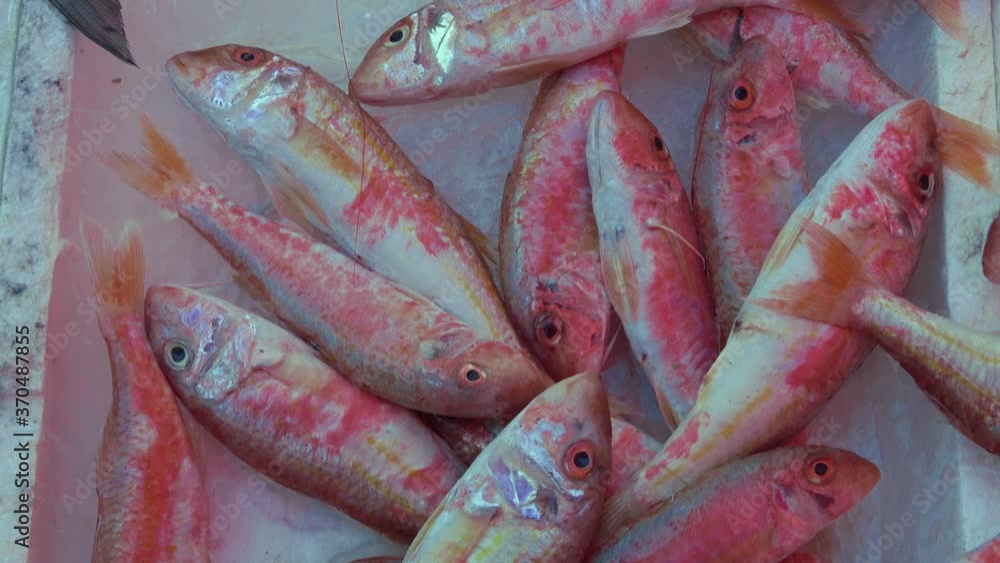 Red mullet fish ( triglia) typical mediterranean fish on fish market of Catania, Sicily. Footage 4k Red mullet fish ( triglia) typical mediterranean fish on fish market of Catania, Sicily. Footage 4k