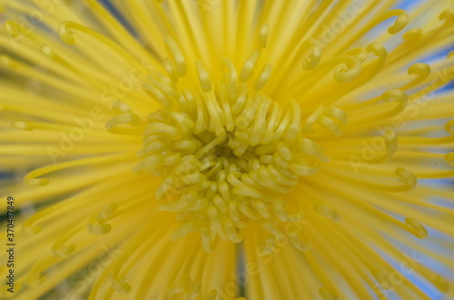 Light Yellow Flower Center of Chrysanthemum  Kudamono  in Full Bloom 