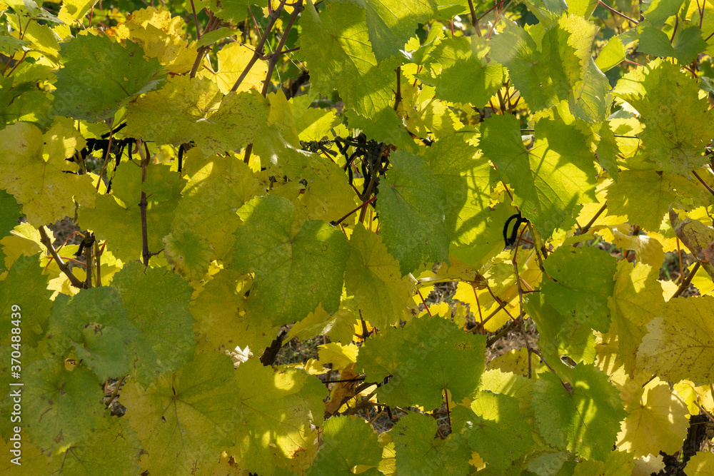 Vineyard in autumn, orange and yellow leaves background. Close-up.