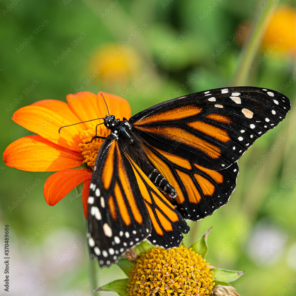 Obraz premium Amazing Beautiful Bright Colored Butterflies