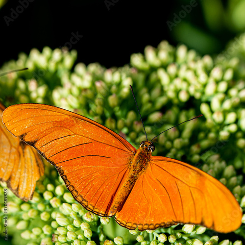 Amazing Beautiful Bright Colored Butterflies