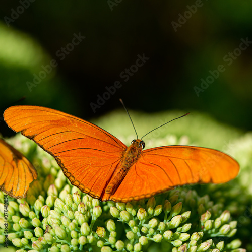 Amazing Beautiful Bright Colored Butterflies