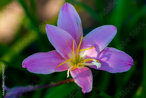 Beautiful Bright Colored Summer Flowers