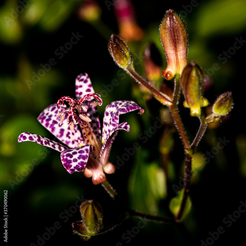 Beautiful Bright Colored Summer Flowers
