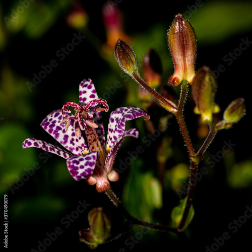 Beautiful Bright Colored Summer Flowers