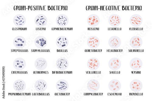 Gram-positive and gram-negative bacteria.  Bacteria classification, different genus. Morphology. Microbiology. Vector flat illustration photo