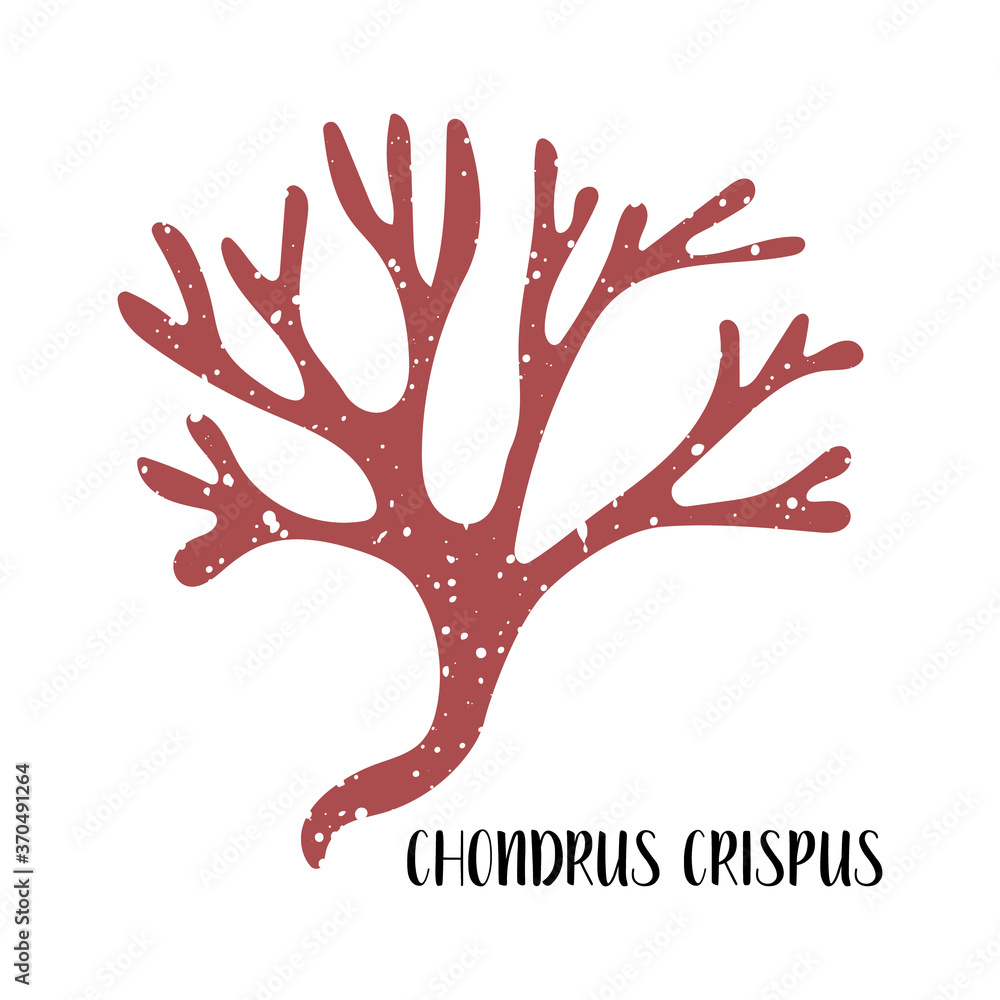 Chondrus crispus. Edible seaweed. Red algae or Rhodophyta. Sea