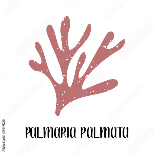 Palmaria palmata. Edible seaweed. Red algae or Rhodophyta. Sea vegetable. Vector flat illustration, isolated on white