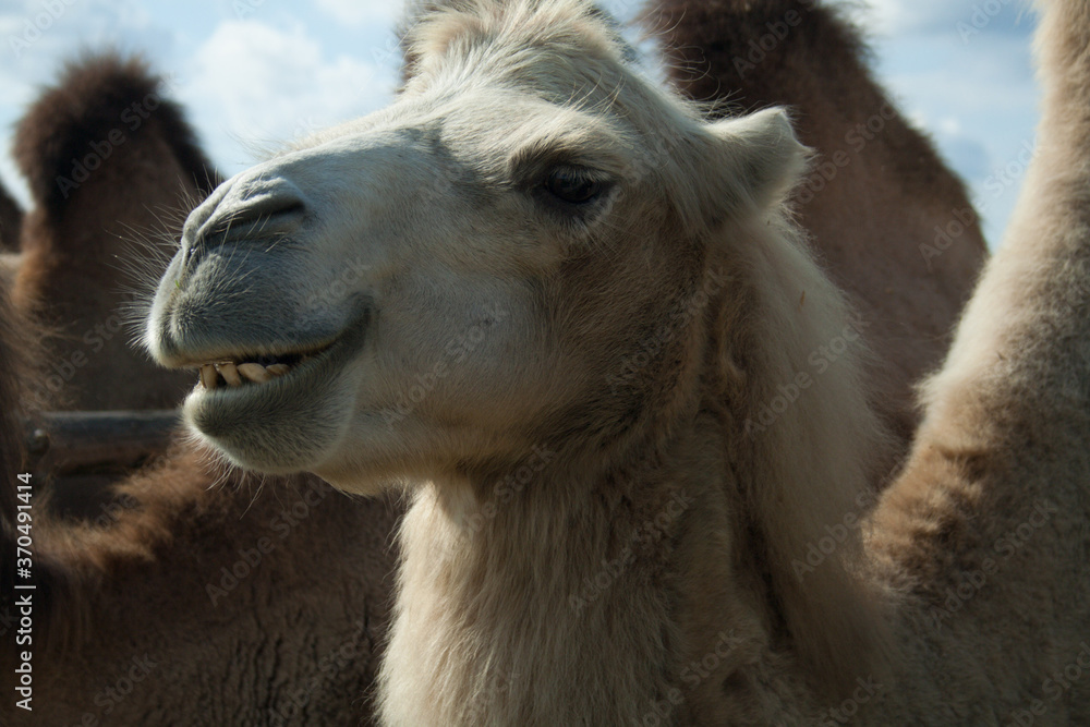 Fototapeta premium portrait of a camel