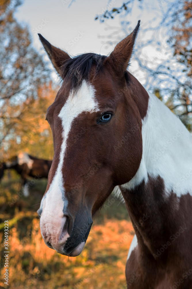 Obraz premium portret konia