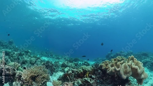 Wallpaper Mural Underwater Scene Coral Reef. Tropical underwater sea fishes. Panglao, Bohol, Philippines. Torontodigital.ca