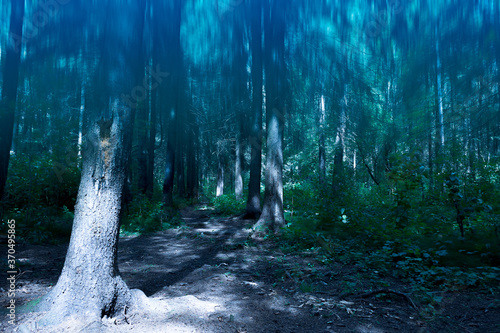 Mystical mysterious forest, background wallpaper. photo