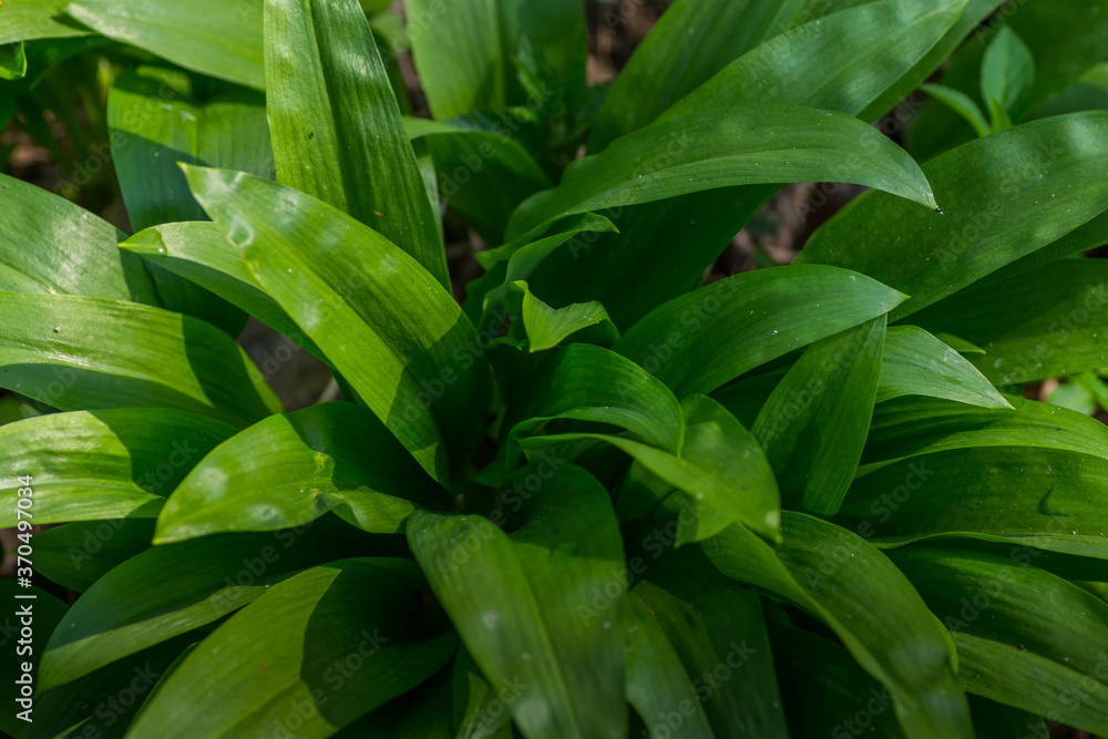 Obraz premium juicy wild garlic in the forest