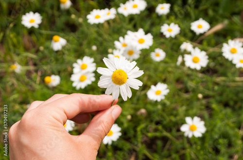 chamomile in a female hand, against the background of a chamomile field
