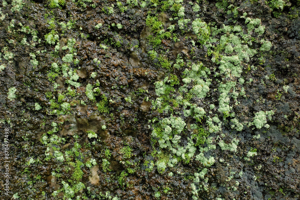 Green moss background texture, beautiful in nature. Green moss background texture, beautiful in nature.