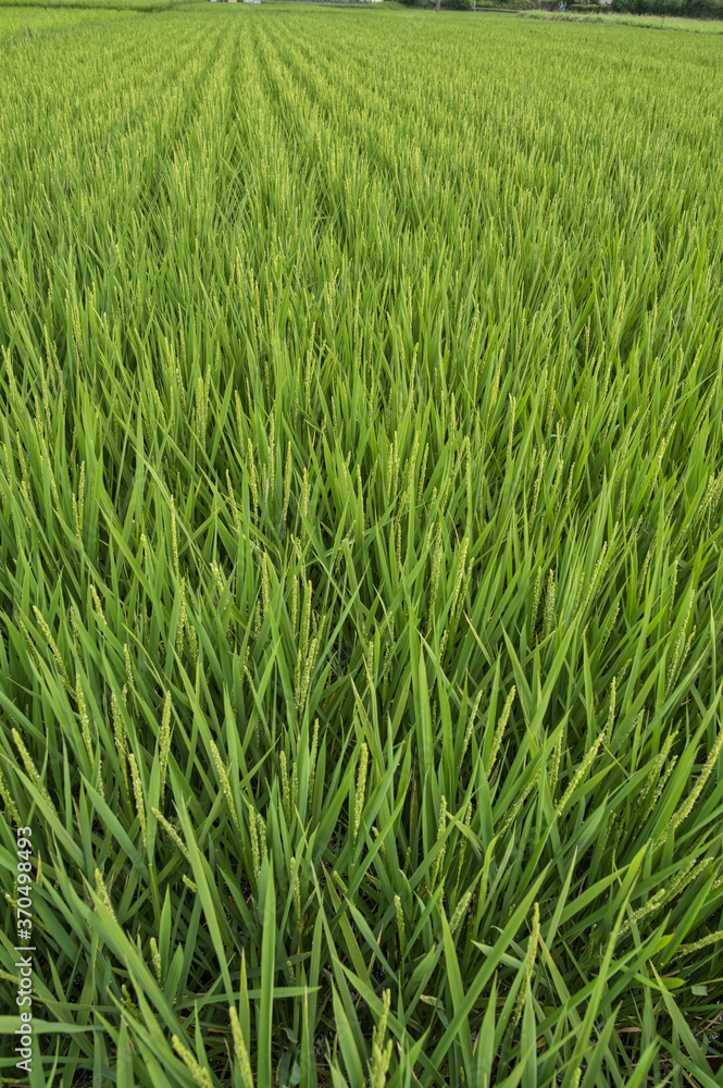 田んぼ, 緑, 自然, 稲, 食べ物, 米