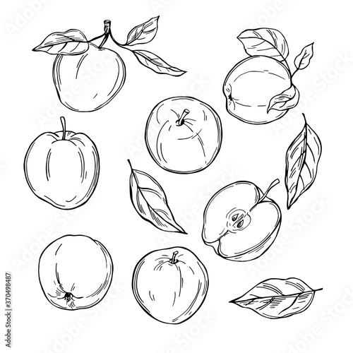 Hand drawn apples. Fruits on white background.  Vector sketch  illustration.