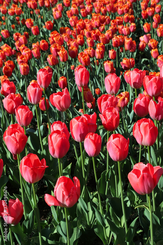 Obraz premium Bright beautiful red tulips lit by the sun