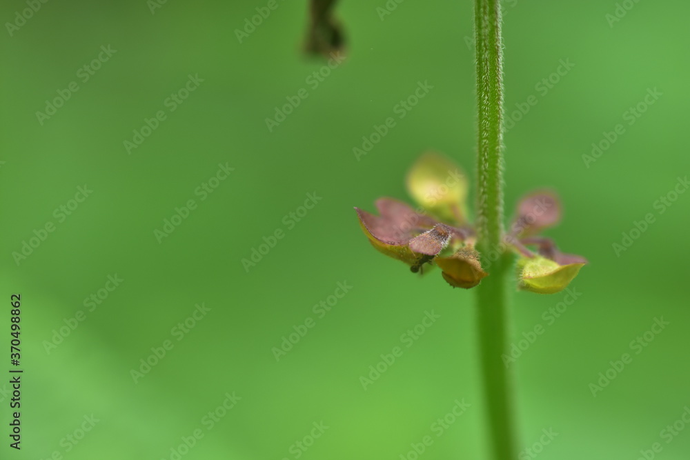 Abstract green leaf background, soft focus, sunny day, fresh spring field, natural textured wallpaper Abstract green leaf background, soft focus, sunny day, fresh spring field, natural textured wallpaper