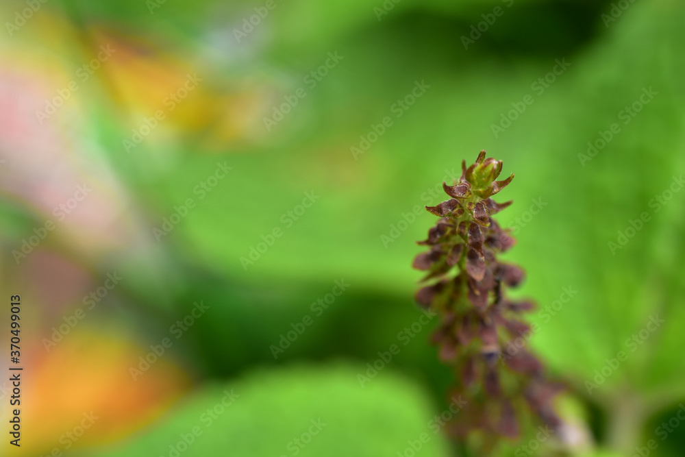 Abstract green leaf background, soft focus, sunny day, fresh spring field, natural textured wallpaper Abstract green leaf background, soft focus, sunny day, fresh spring field, natural textured wallpaper