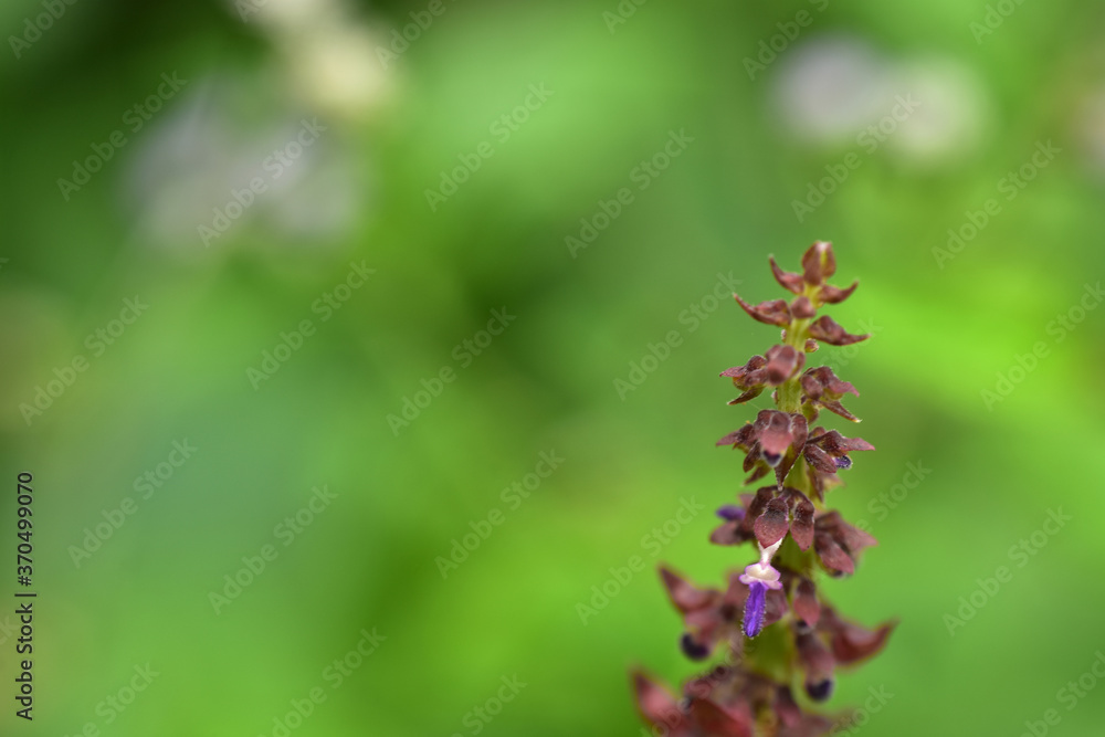 Abstract green leaf background, soft focus, sunny day, fresh spring field, natural textured wallpaper Abstract green leaf background, soft focus, sunny day, fresh spring field, natural textured wallpaper