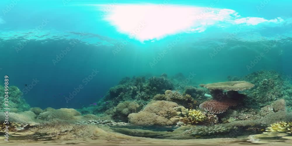 Tropical coral reef 360VR. Underwater fishes and corals. Panglao, Philippines. Tropical coral reef 360VR. Underwater fishes and corals. Panglao, Philippines.