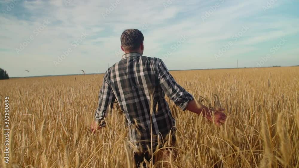 A male farmer walks slowly with his back across a field of wheat. A male farmer walks slowly with his back across a field of wheat.