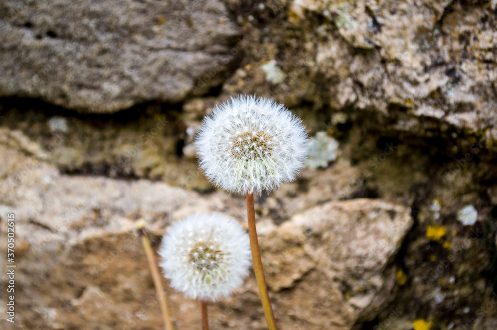 detalle de flores silvestres en la naturaleza detalle de flores silvestres en la naturaleza