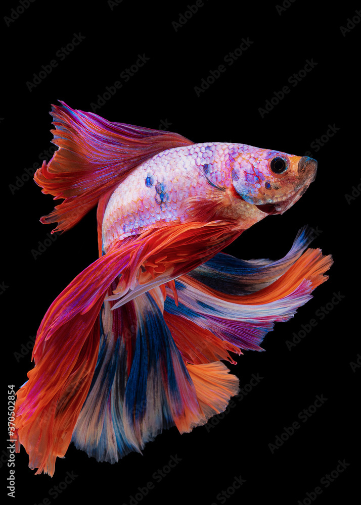 Beautiful movement of red Betta fish, Siamese fighting fish, Betta splendens of Thailand, isolated on black background. Beautiful movement of red Betta fish, Siamese fighting fish, Betta splendens of Thailand, isolated on black background.