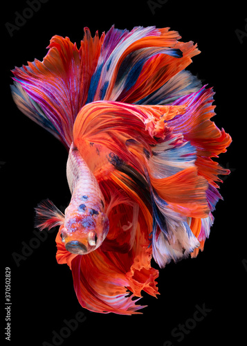 Beautiful movement of red Betta fish, Siamese fighting fish, Betta splendens of Thailand, isolated on black background. © DSM