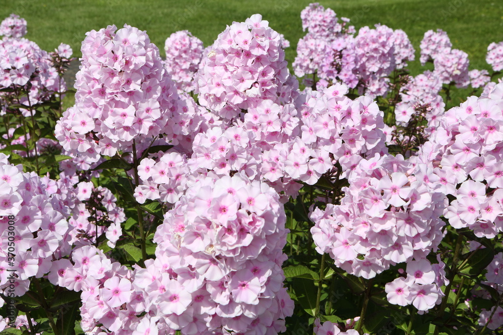 Phloxes. Inflorescences of blossoming pink garden phloxes, phlox  paniculata, grade "Rosa Pastell". Seasonal gardening. Rural summer nature.  Blossom. Pink color flowers. Phloxes flower. Bloom. Postcard Stock Photo |  Adobe Stock