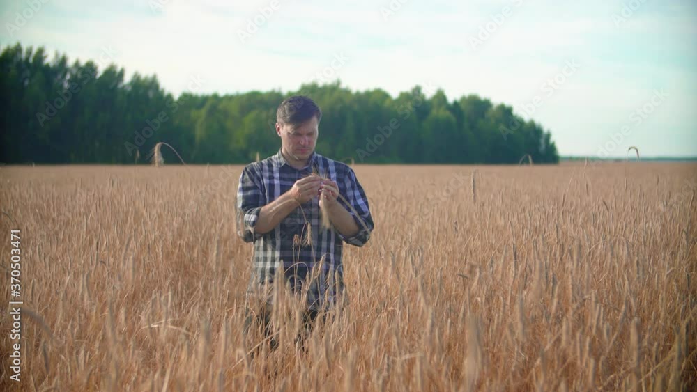 A farmer in a field holds an ear of wheat in his hands and studies it.
