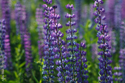 Lupinus field with pink purple, blue and violet flowers. Lupinus meadow.