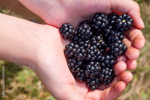 Ripe black blackberries, in a child's palm, heart-shaped