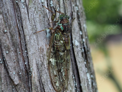 Wallpaper Mural ヒグラシ Torontodigital.ca