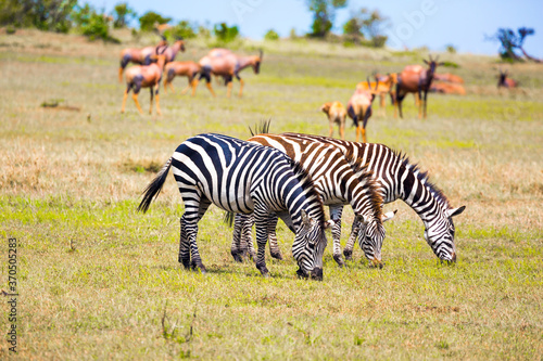 African Safari