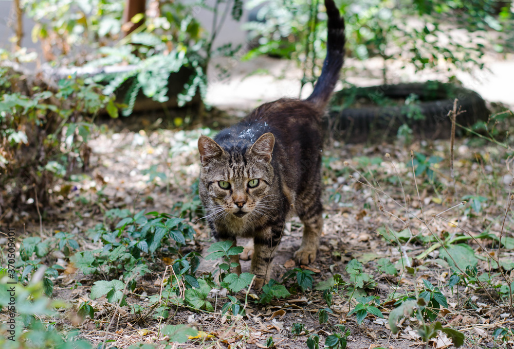 Obraz premium The street cat lies on the grass. Pet. Spotted color of the cat.