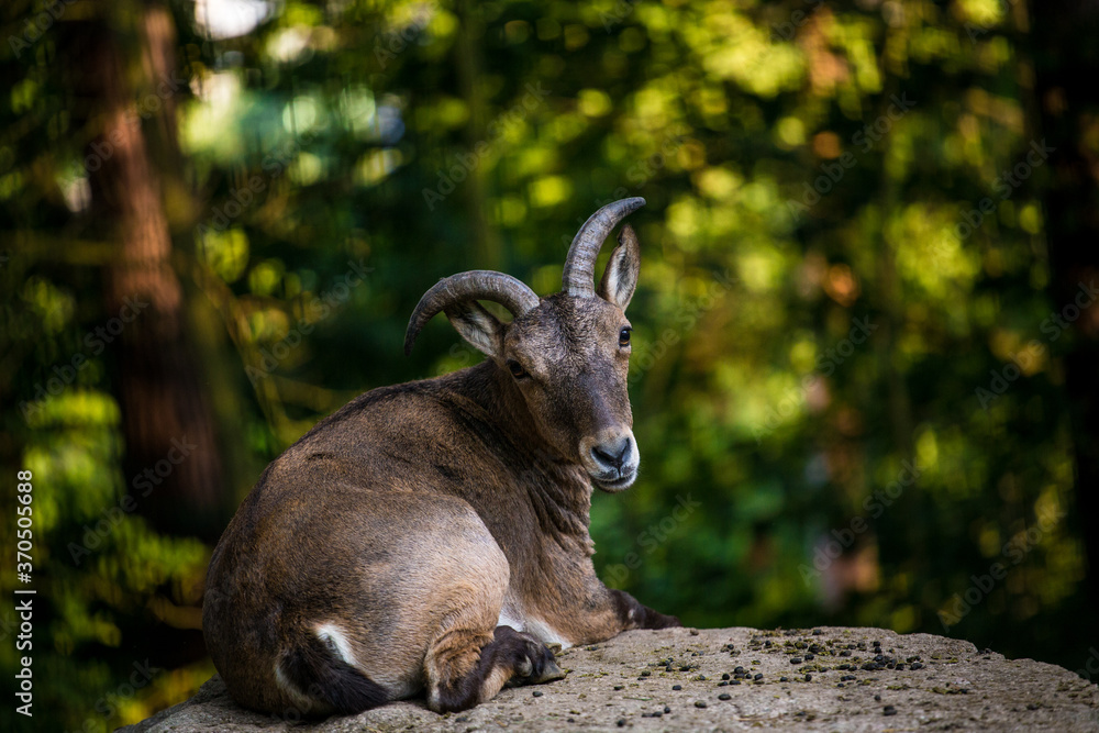 Dagestan ibex portrait in nature Dagestan ibex portrait in nature