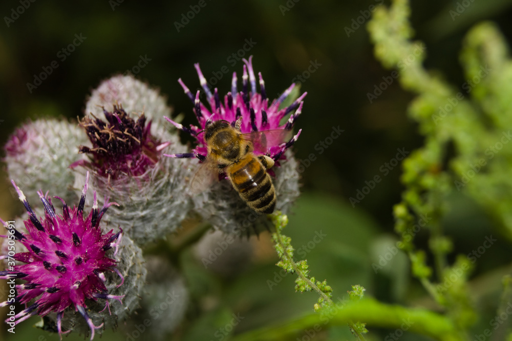 Bumblebee on a Lopian flower on a summer day. Bumblebee on a Lopian flower on a summer day.