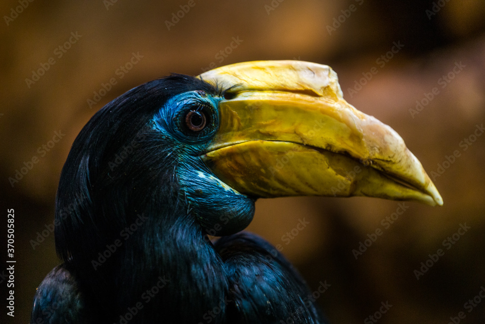 Obraz premium hornbill portrait in nature park