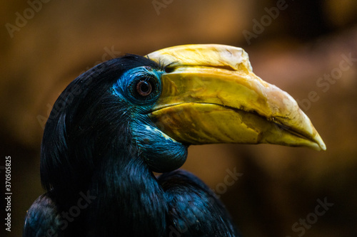 hornbill portrait in nature park