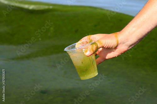 Global pollution of the environment and water. A man collects dirty green water with algae into a glass. Water bloom, phytoplankton reproduction, algae in the sea, lake, river, poor ecology photo
