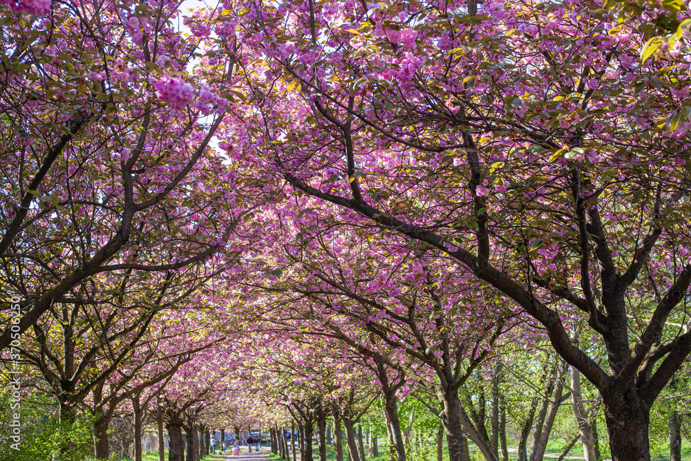 Fototapeta premium Ciliegi, natura e colori in primavera, strada sporca in mezzo al bosco e fiori di ciliegio