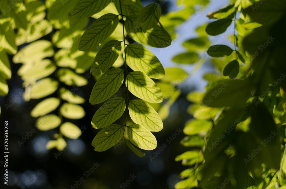 Green leaves under the sun. Acacia leaves. White acacia. Green leaves under the sun. Acacia leaves. White acacia.