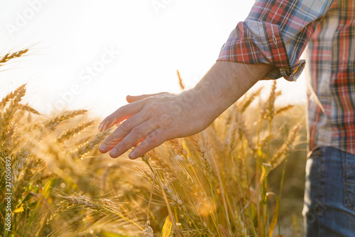 The hand touches the ears of wheat. Farmer in a wheat field. Rich harvest concept