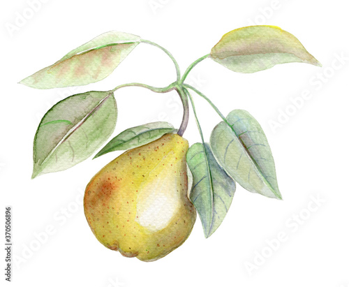 Yellow pear vintage watercolor botanical illustration on a white background © Irina
